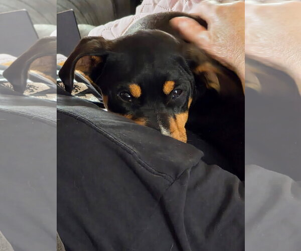 Medium Photo #1 Doberman Pinscher-Unknown Mix Puppy For Sale in Minneaoplis, MN, USA