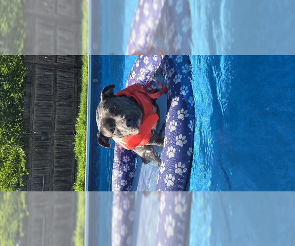 Medium Photo #5 Mutt Puppy For Sale in East Derry, NH, USA