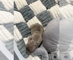 Small #7 French Bulldog