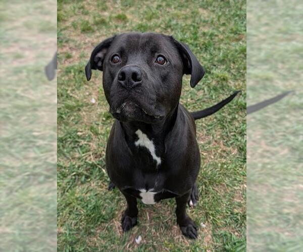 Medium Photo #2 Labrador Retriever-Unknown Mix Puppy For Sale in Plano, TX, USA
