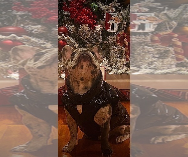 Medium Photo #5 French Bulldog Puppy For Sale in BEREA, KY, USA