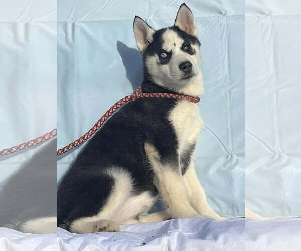 Medium Photo #8 Siberian Husky Puppy For Sale in HOPKINSVILLE/PRINCETON, KY, NH, USA