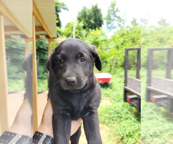 Medium Photo #7 Labrador Retriever Puppy For Sale in CONNELLYS SPRINGS, NC, USA