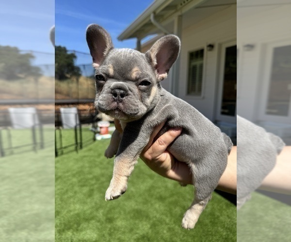 Medium Photo #2 French Bulldog Puppy For Sale in PLEASANTON, CA, USA