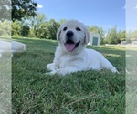 Small Photo #6 Labrador Retriever Puppy For Sale in VALLEY CITY, OH, USA
