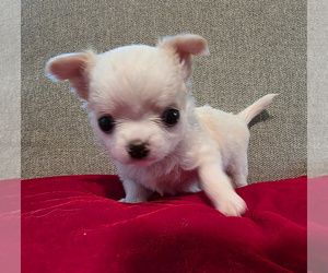 Chihuahua Puppy for sale in JACKSONVILLE, FL, USA