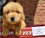 Puppy 0 Goldendoodle