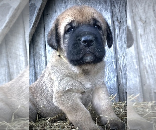 Medium Photo #3 Spanish Mastiff Puppy For Sale in SIGNAL MOUNTAIN, TN, USA