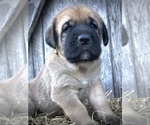 Small #2 Spanish Mastiff