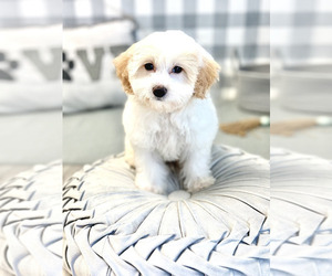 Maltipoo-Poodle (Miniature) Mix Puppy for sale in MARIETTA, GA, USA