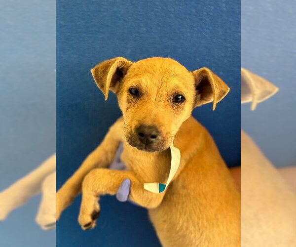 Medium Photo #1 Parson Russell Terrier-Unknown Mix Puppy For Sale in Visalia, CA, USA