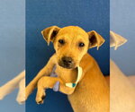 A257098 - Male Parson Russell Terrier-Unknown Mix Dog for Adoption - Small photo