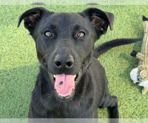 Labrador Retriever Dogs for adoption in Houston, TX, USA