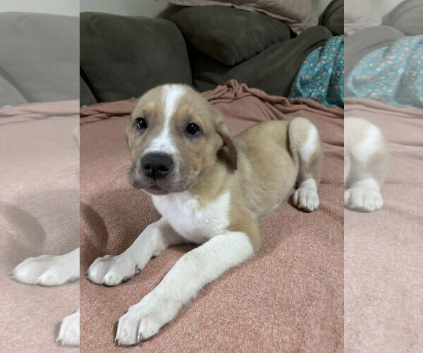Medium Photo #2 Shepradors Puppy For Sale in McKinney, TX, USA