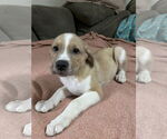 Small #1 Shepradors