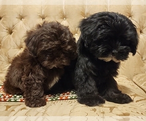 Cavapoo Puppy for sale in WINSTON SALEM, NC, USA