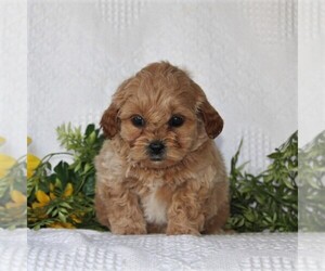 ShihPoo Puppy for sale in QUARRYVILLE, PA, USA