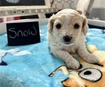Small Photo #14 YorkiePoo Puppy For Sale in MONTGOMERY VILLAGE, MD, USA