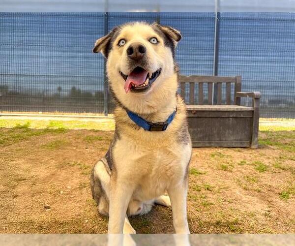 Medium Photo #1 Siberian Husky-Unknown Mix Puppy For Sale in Orange, CA, USA
