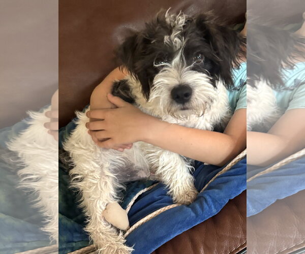 Medium Photo #2 Maltese-Unknown Mix Puppy For Sale in Bellevue, WA, USA