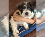 Small #1 Maltese Mix