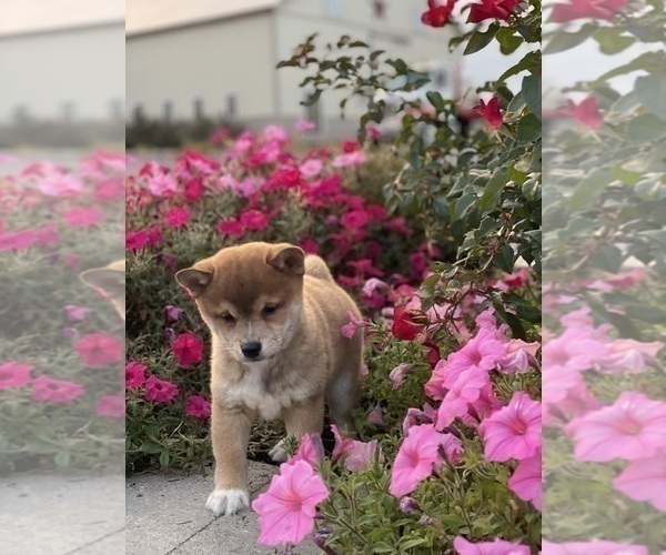 Medium Photo #5 Shiba Inu Puppy For Sale in CANOGA, NY, USA