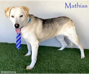 Siberian Husky-Unknown Mix Dogs for adoption in San Diego, CA, USA