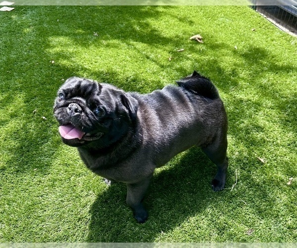 Medium Photo #15 Pug Puppy For Sale in CEDAR RAPIDS, IA, USA