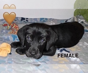 Labrador Retriever Puppy for sale in WATERLOO, IL, USA