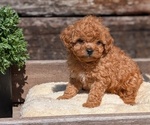 Small Photo #14 Cavapoo (Miniature) Puppy For Sale in GOSHEN, IN, USA