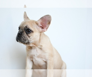 French Bulldog Puppy for sale in SUGAR LAND, TX, USA