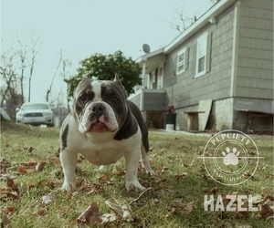 American Bully Puppy for sale in LOWELL, MA, USA