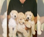 Small Photo #8 Goldendoodle (Miniature) Puppy For Sale in NORTH LIBERTY, IN, USA