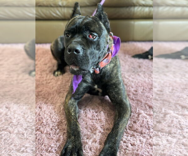Medium Photo #2 Mutt Puppy For Sale in Goodyear, AZ, USA