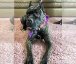 Small #1 Mutt