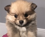 Small Photo #4 Pomeranian Puppy For Sale in LEANDER, TX, USA