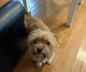 Yorkshire Terrier Puppy for sale in BREMEN, GA, USA