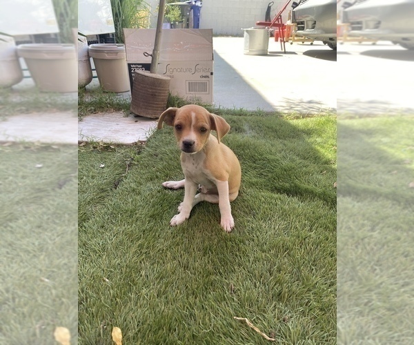 Medium Photo #1 Jack Chi Puppy For Sale in ONTARIO, CA, USA