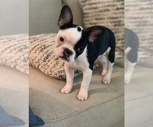 Faux Frenchbo Bulldog Puppy for sale in S MILWAUKEE, WI, USA