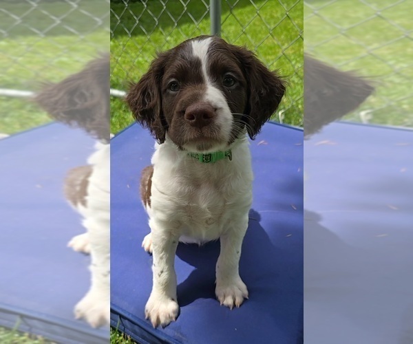 Medium Photo #2 Brittany Puppy For Sale in MOHAWK, NY, USA