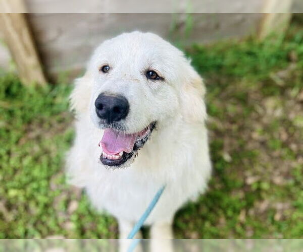 Medium Photo #5 Great Pyrenees Puppy For Sale in Spring, TX, USA