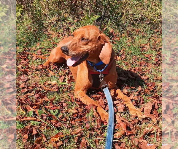 Medium Photo #2 Redbone Coonhound Puppy For Sale in Monterey, VA, USA