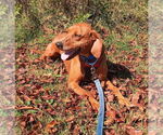 Small #1 Redbone Coonhound