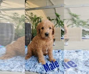 Labradoodle Puppy for sale in FRESNO, CA, USA