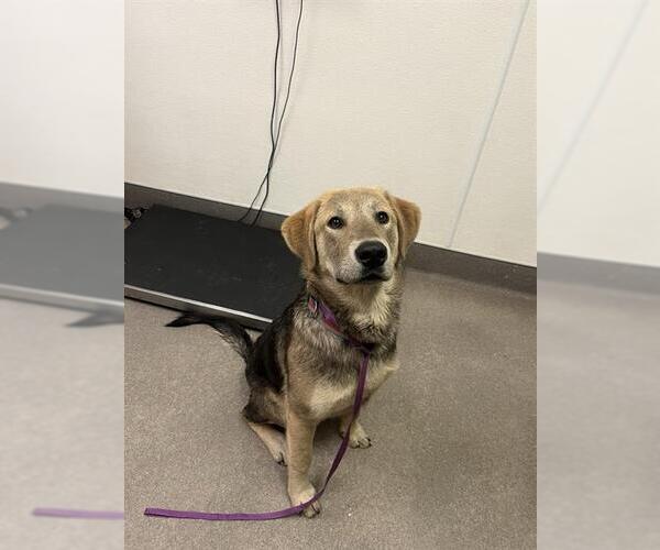 Medium Photo #1 Shepradors Puppy For Sale in HESPERIA, CA, USA