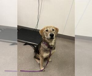 Shepradors Dogs for adoption in HESPERIA, CA, USA