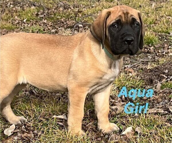Medium Photo #3 Mastiff Puppy For Sale in BIXBY, OK, USA