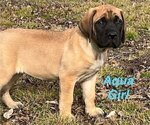 Small Photo #3 Mastiff Puppy For Sale in BIXBY, OK, USA