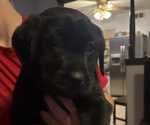 Labrador Retriever Puppy for sale in SAINT CLAIR SHORES, MI, USA