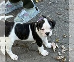Small American Bulldog